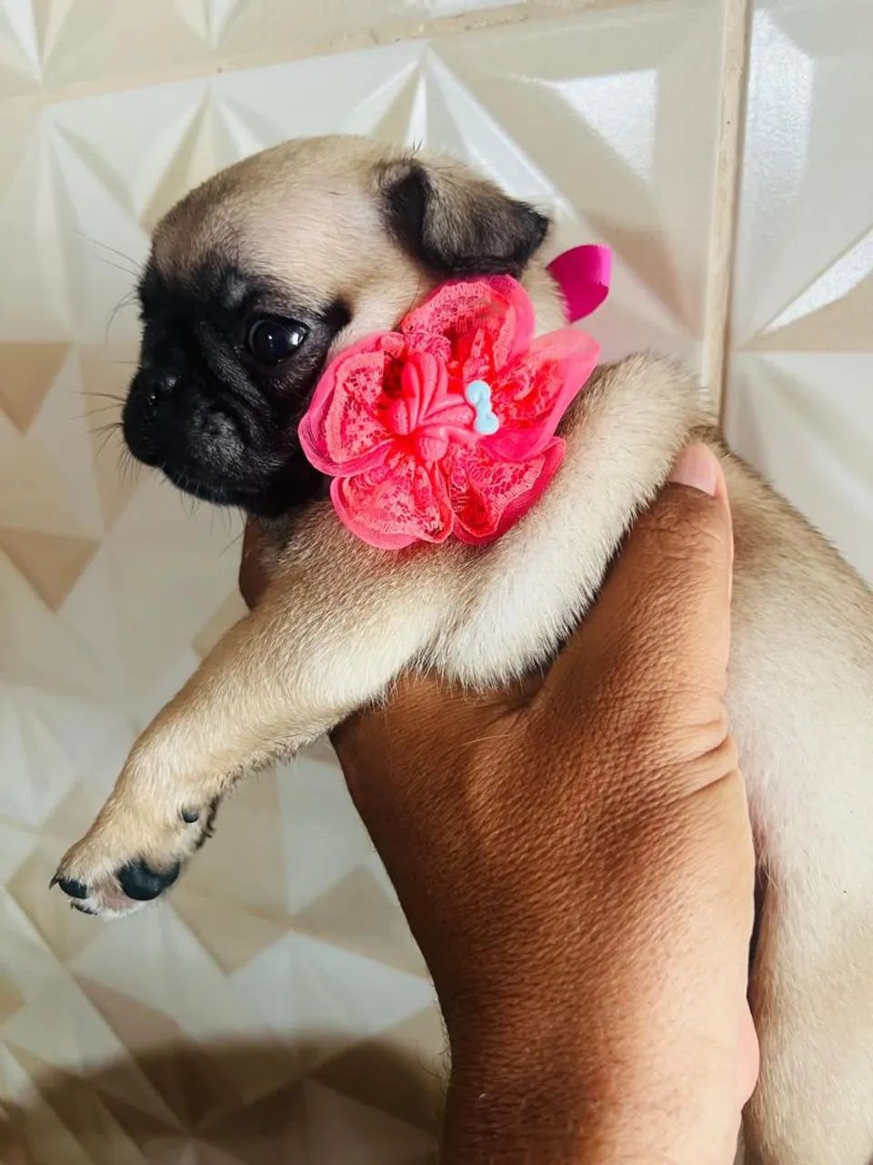 Filhotes de pug  - Foto 3