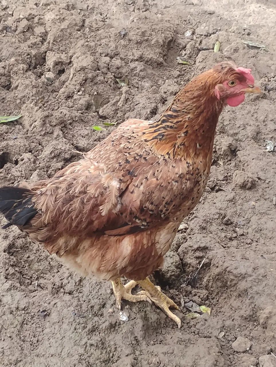 Aves  - Foto 2