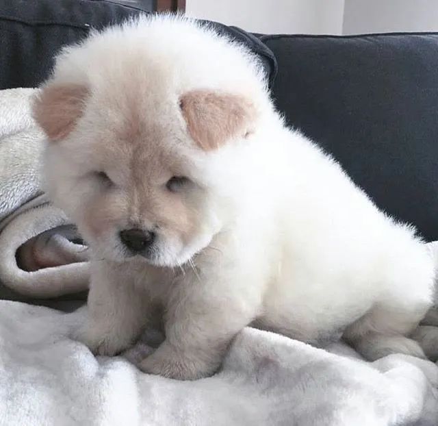 Filhotes de Chow Chow | Amor que faz qualquer dia melhor.