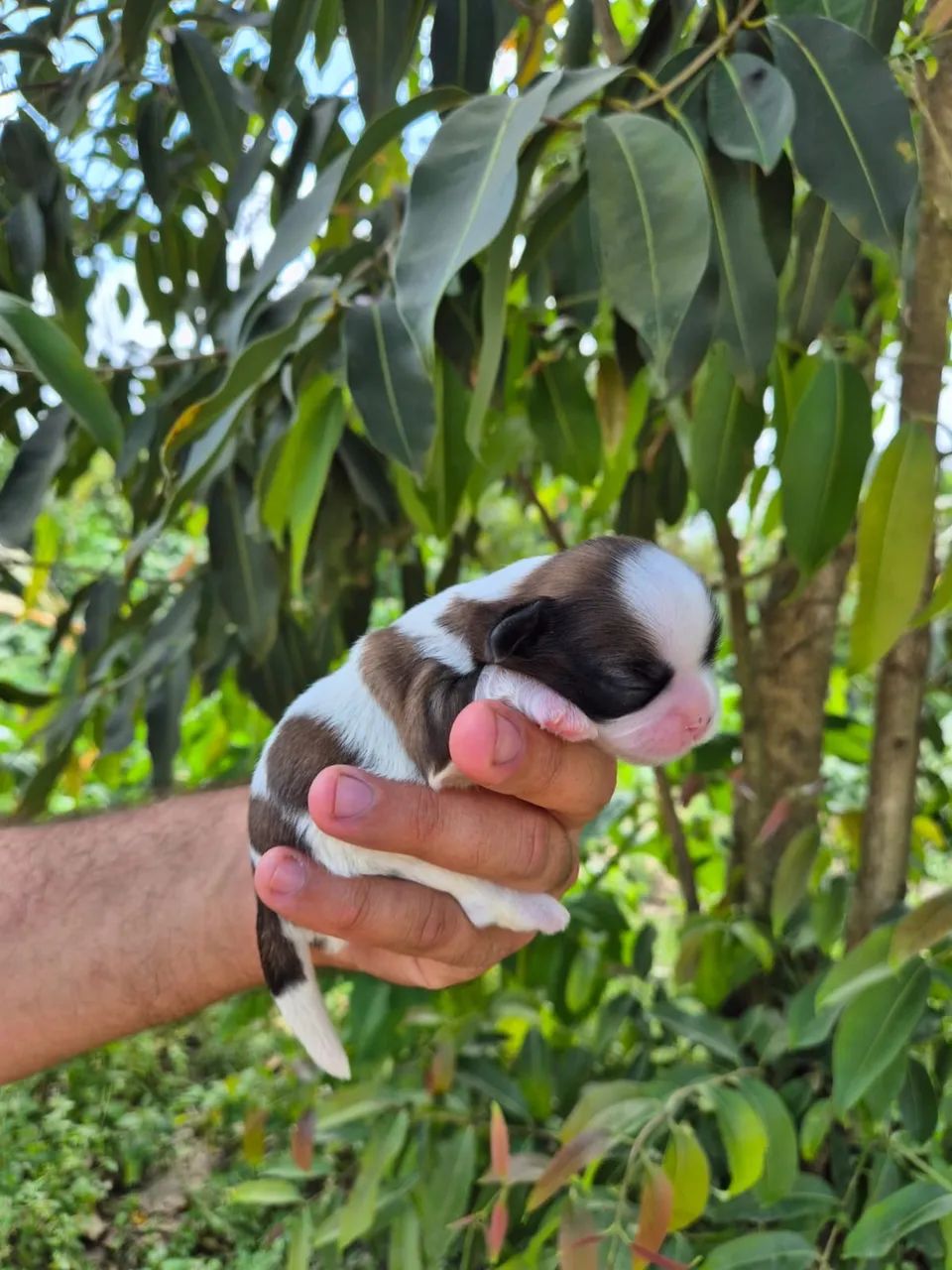 Shihtzu machos e femeas - Foto 5