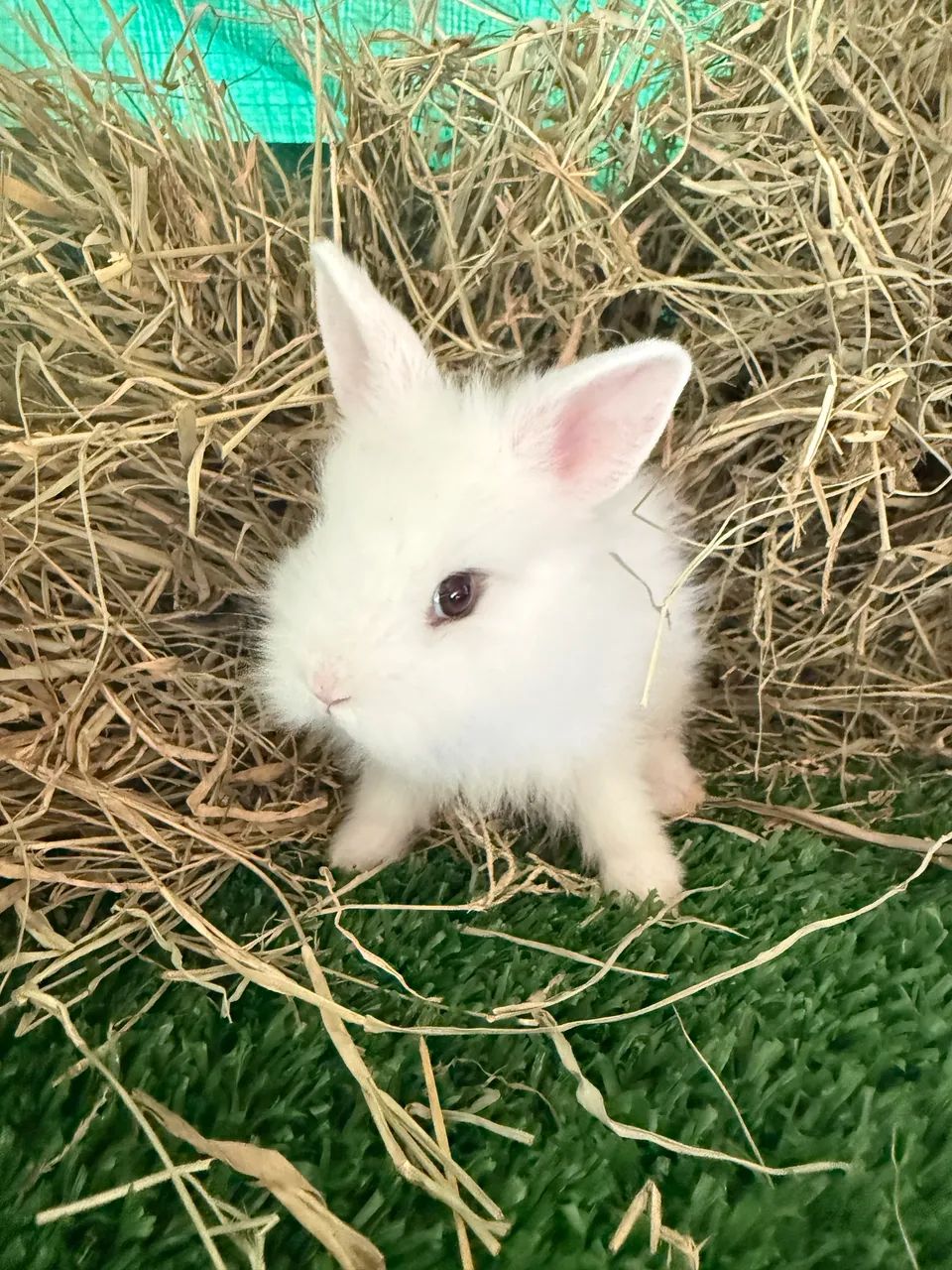 Coelhos: Mini Lion Head, Gigante Flandes, Netherland Dwarf, Mini Lop - Foto 6
