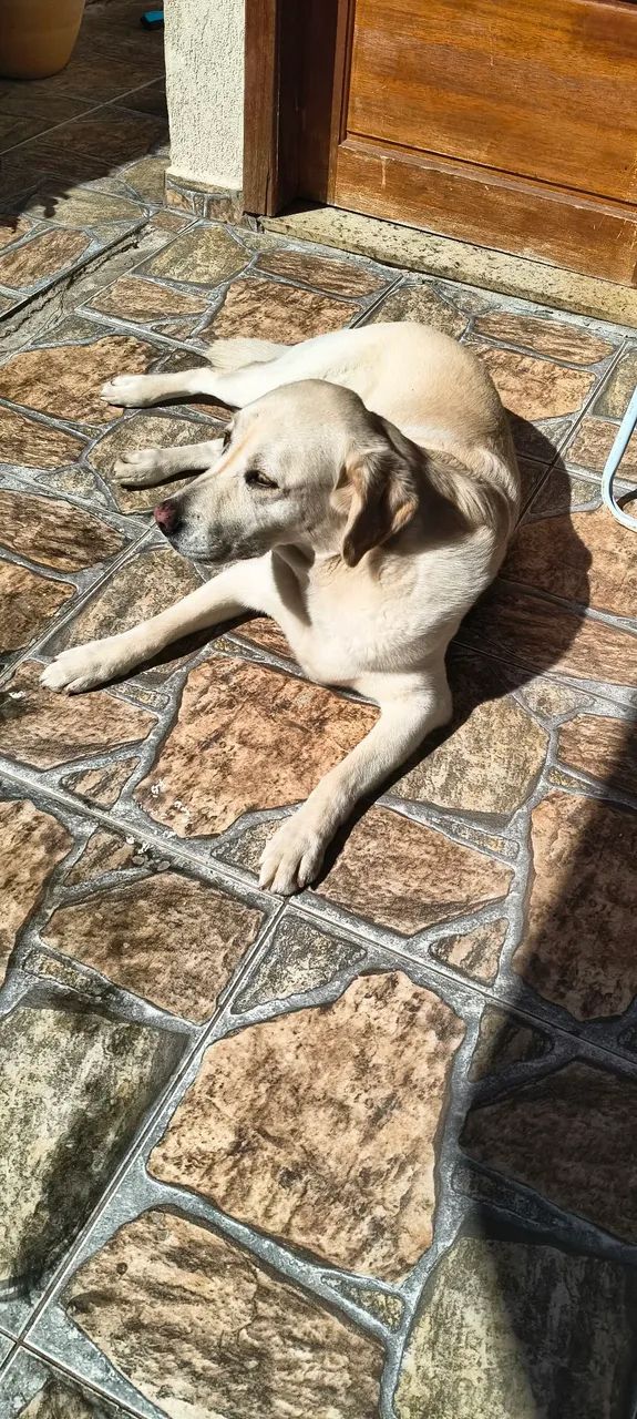 Doação labrador - Foto 5