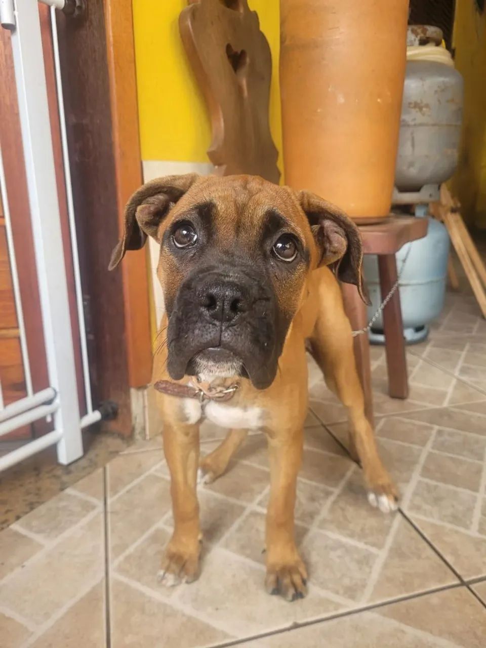 Filhotes Boxer - Foto 2