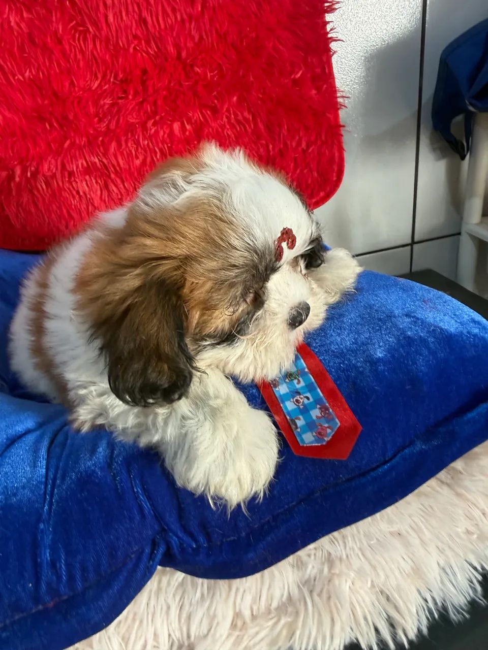 Shihtzu macho PROMO - Foto 4
