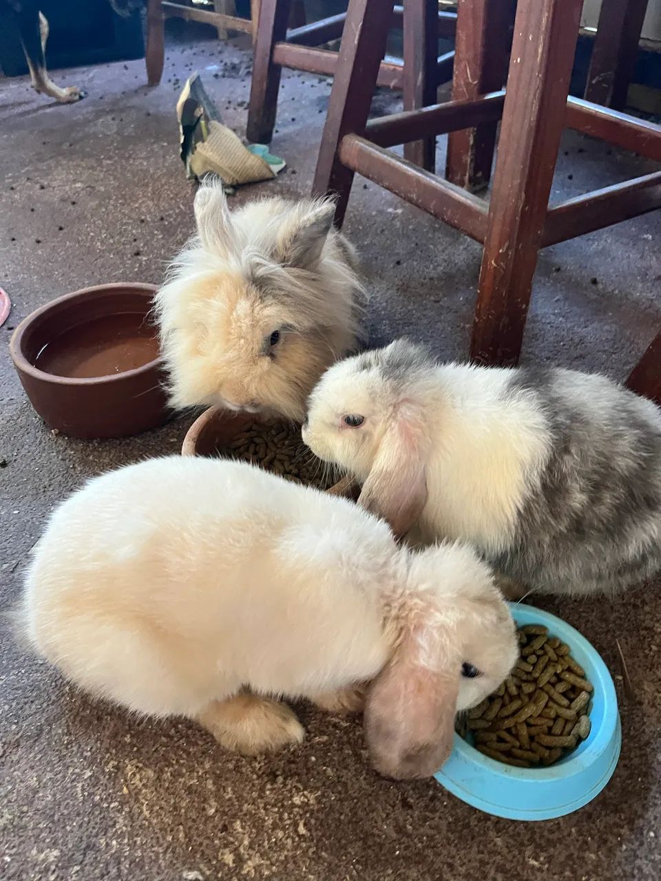 Vendo coelho Mini loop casal 