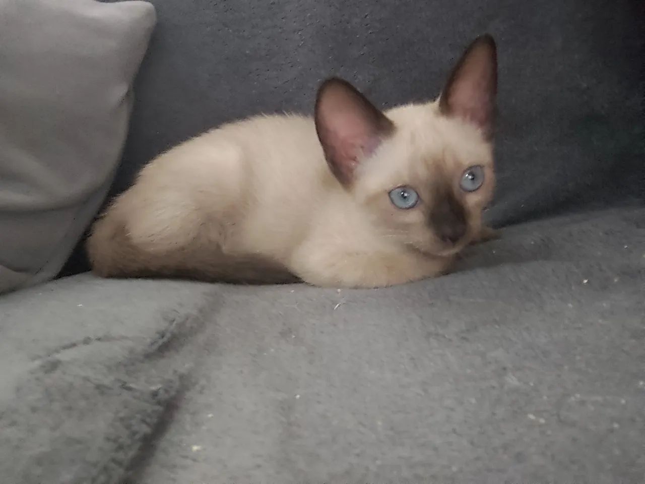 Linda gatinha para adoção (castração garantida)