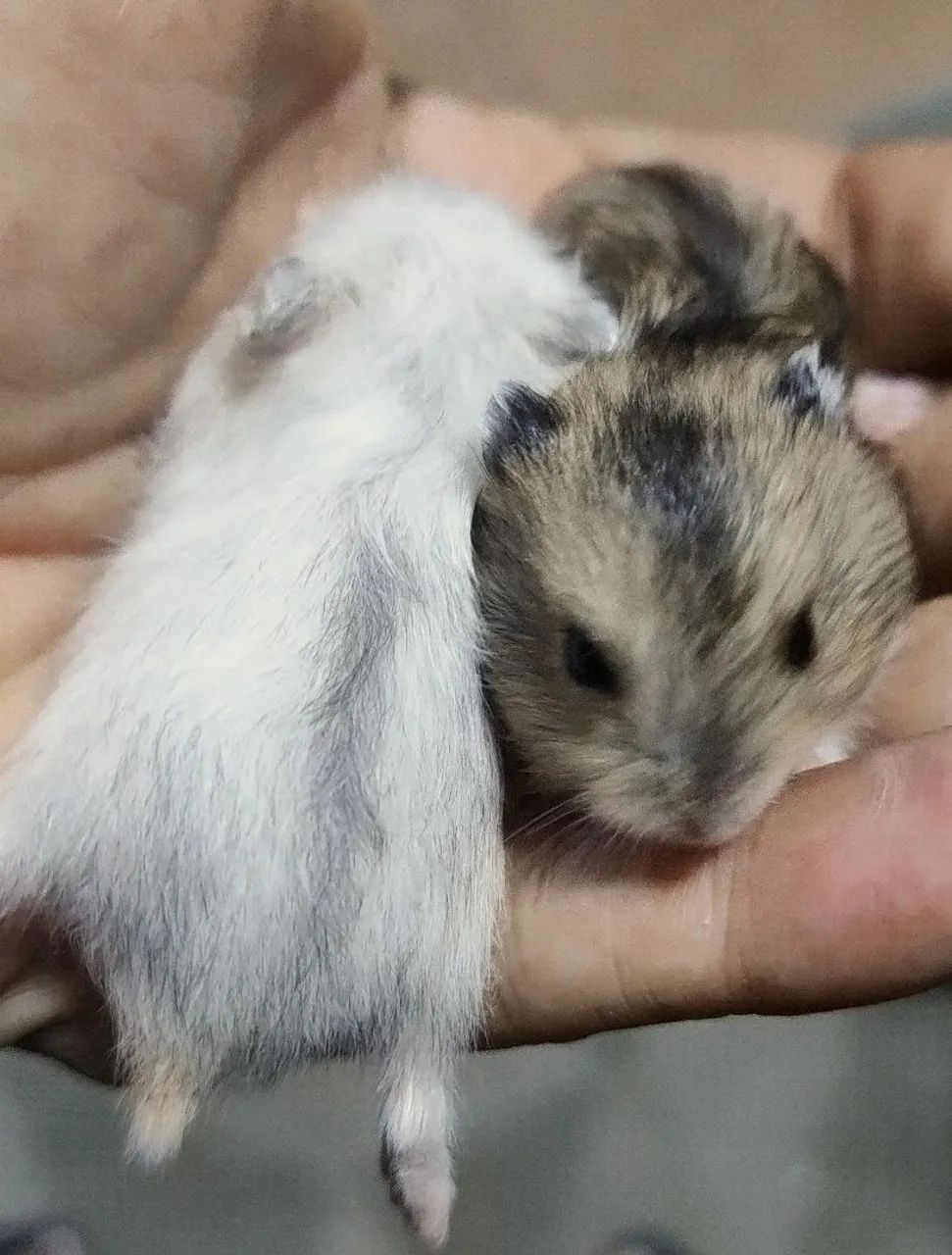HAMSTER, ANÃO RUSSO 436555541235650562