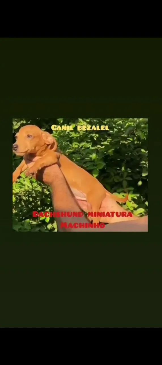Filhotes de dachshund miniatura 