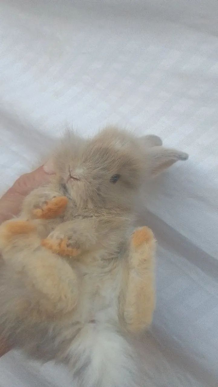 Coelhos - Foto 2