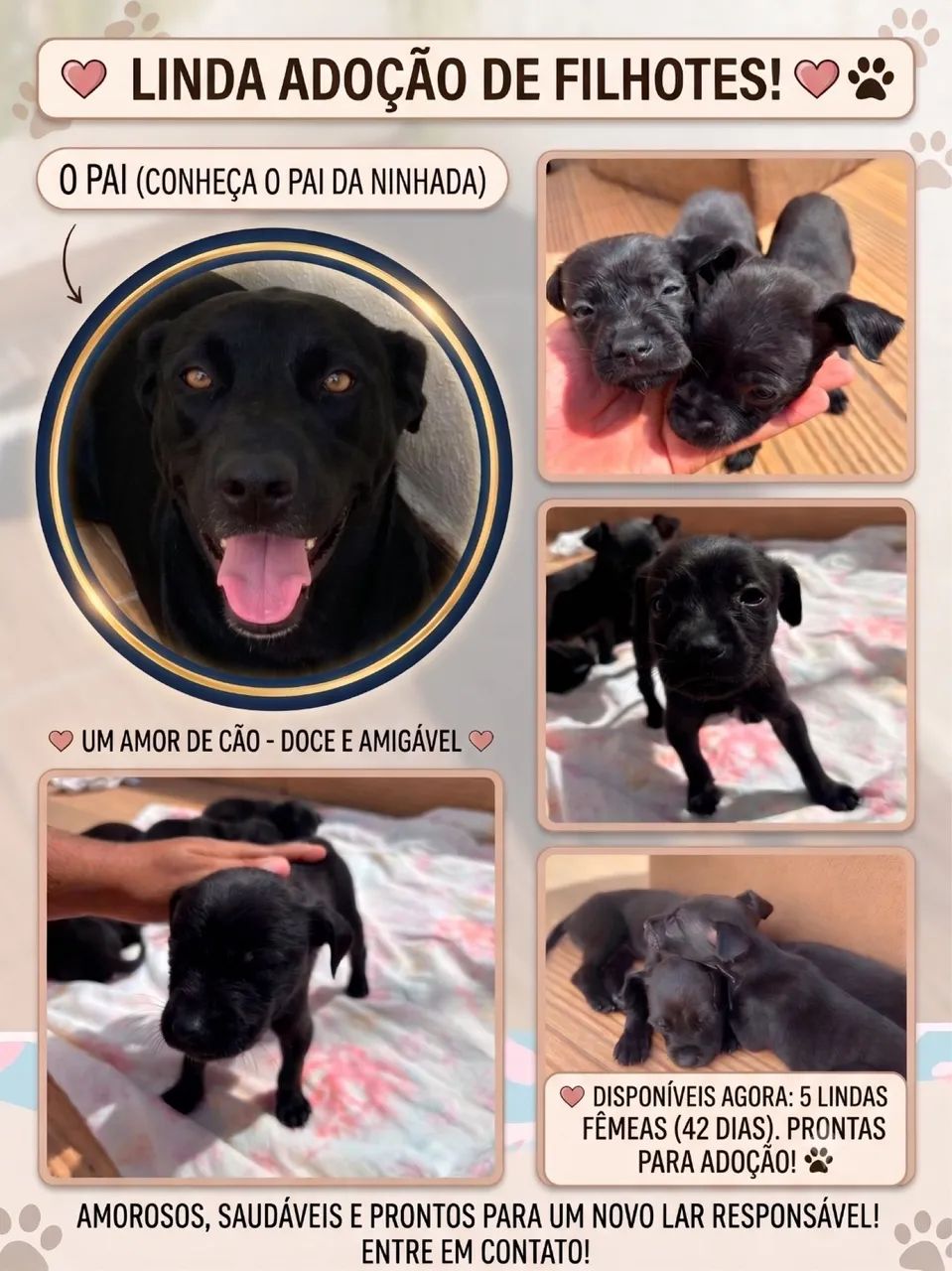 Filhotes para adoção ?