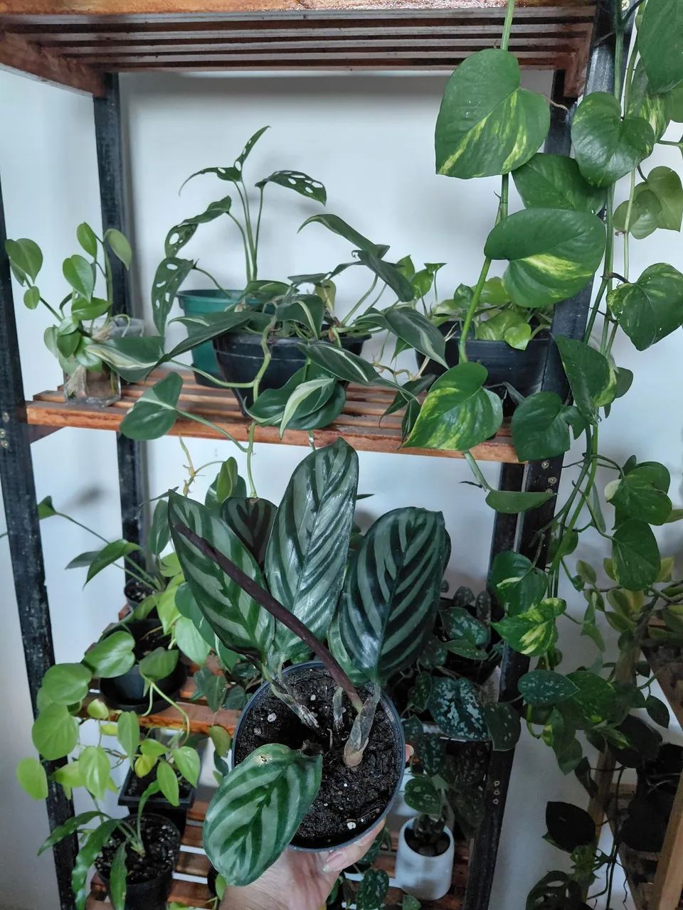 Plantas  - Foto 2