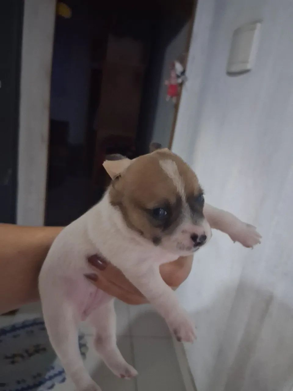 Cachorro de raça 