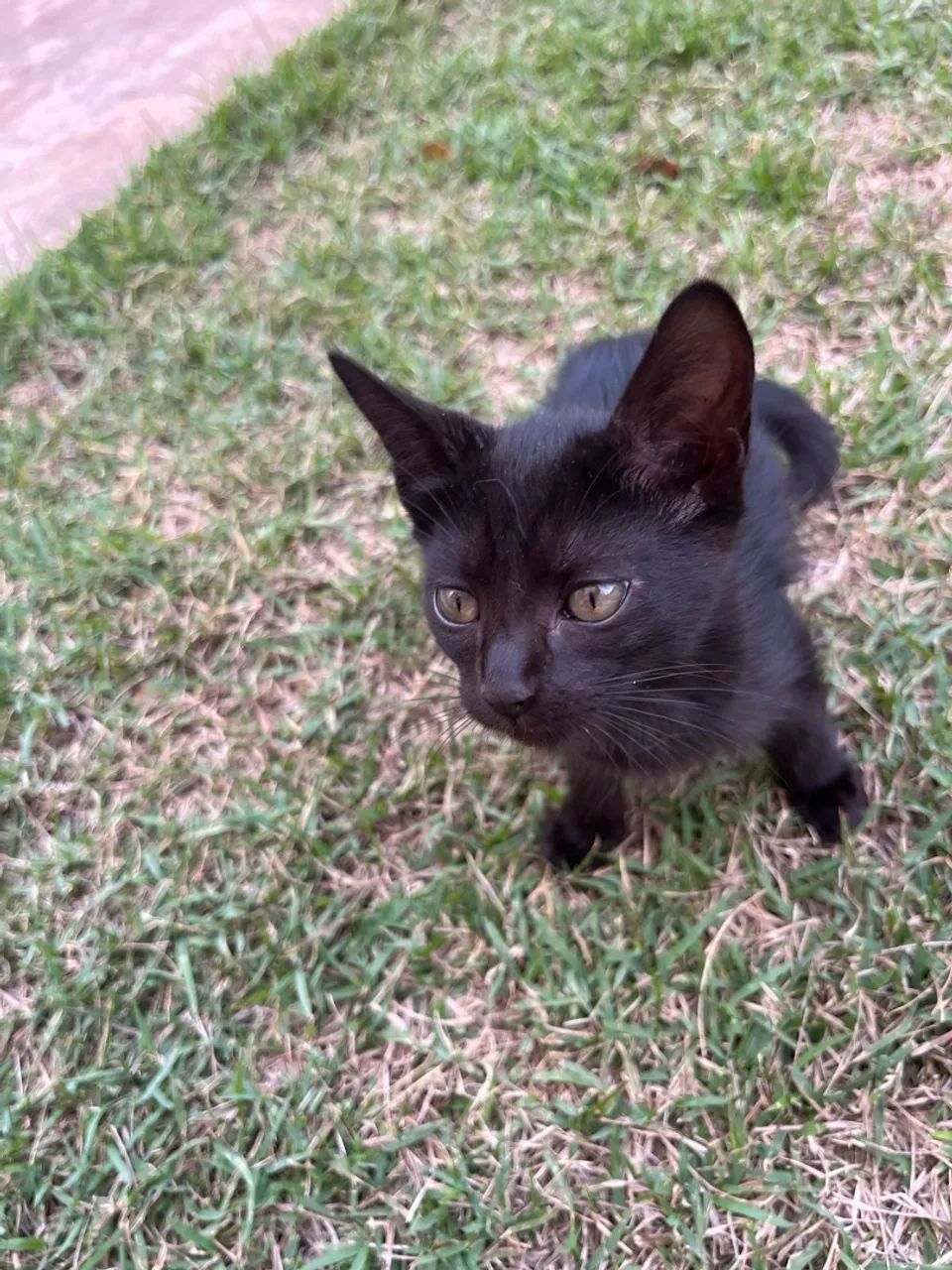 Doa-se gata  - Foto 2