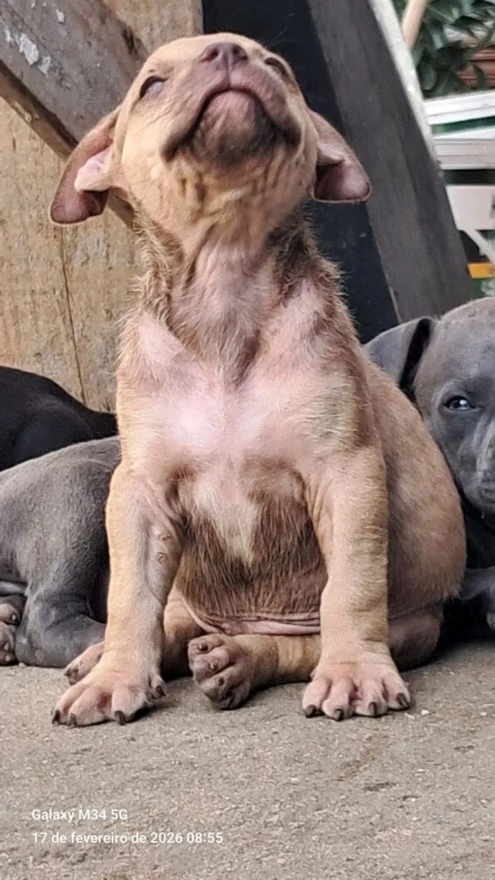 Filhotes de Monster - Foto 6