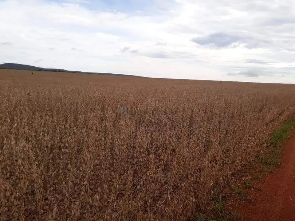 Fazenda Nova Mutum - Foto 5