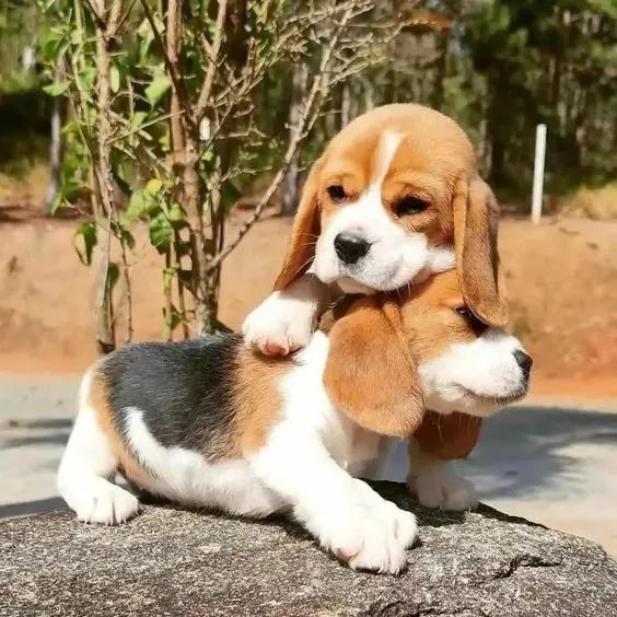 Beagle Filhotes