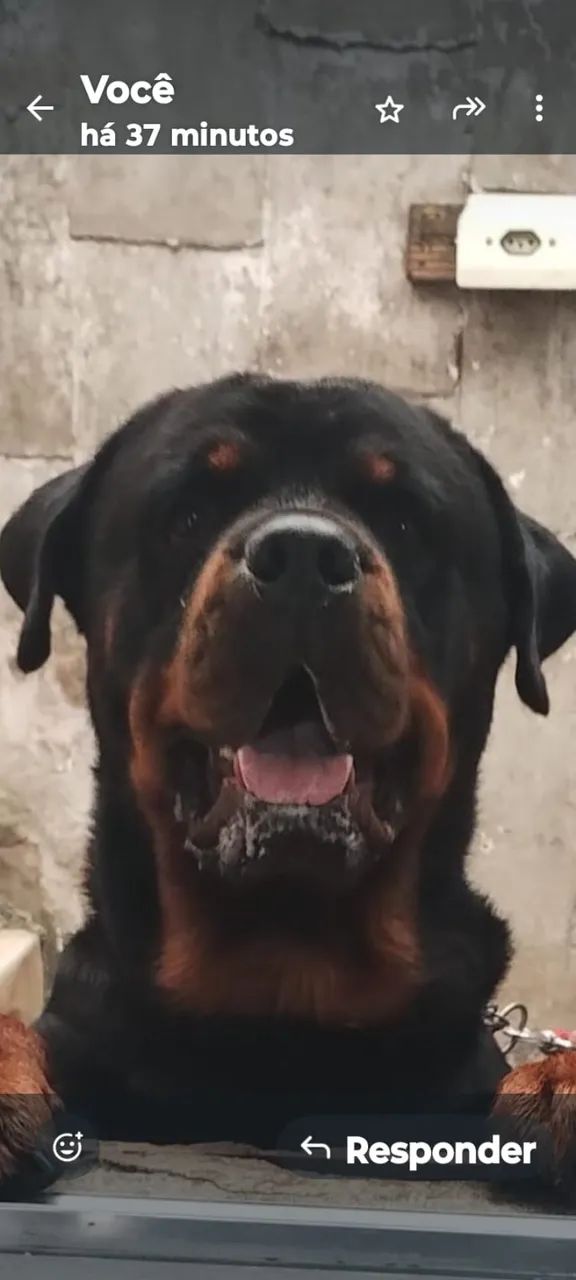 Rottweiller. Manso. Ainda puro cabeça. Touro barato  - Foto 2