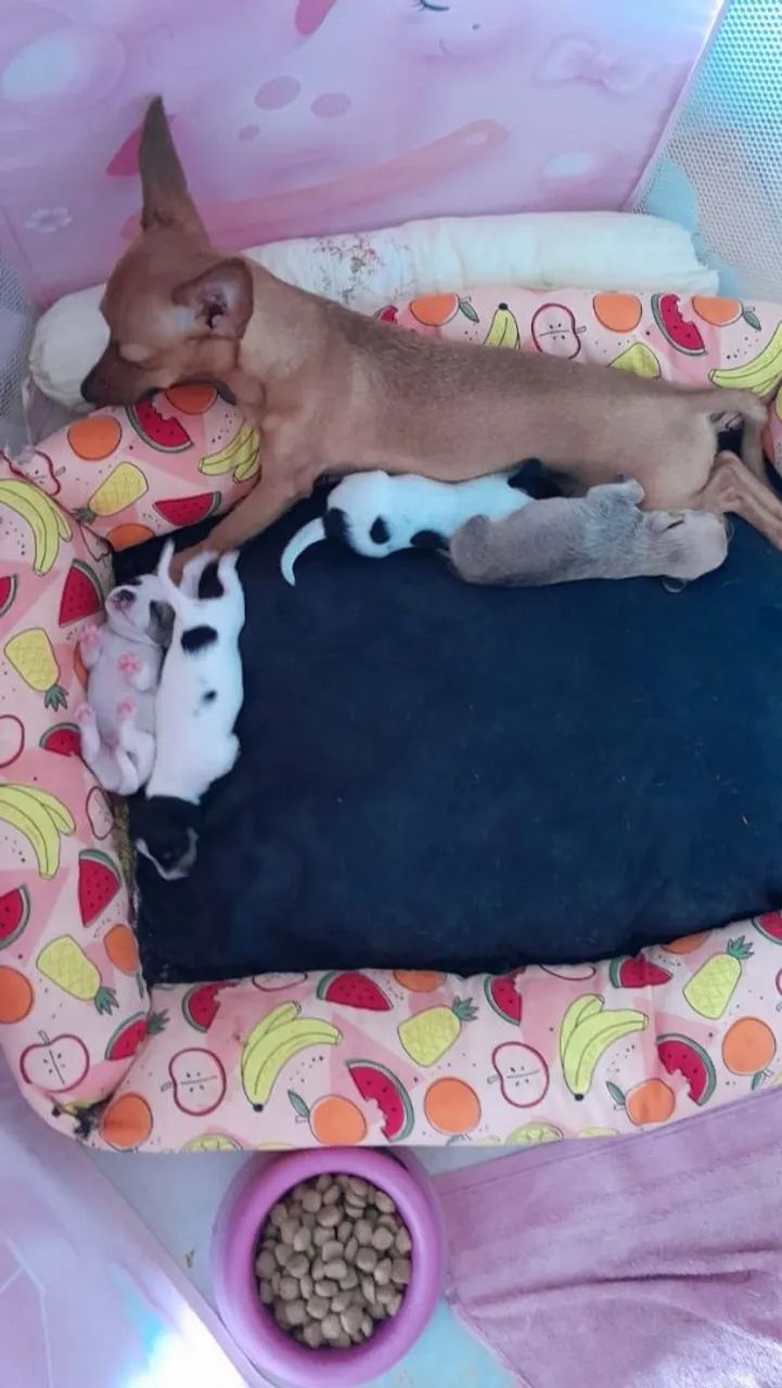 Pets  - Foto 5