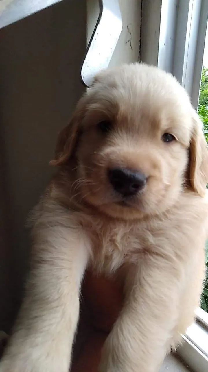 Golden Retriever