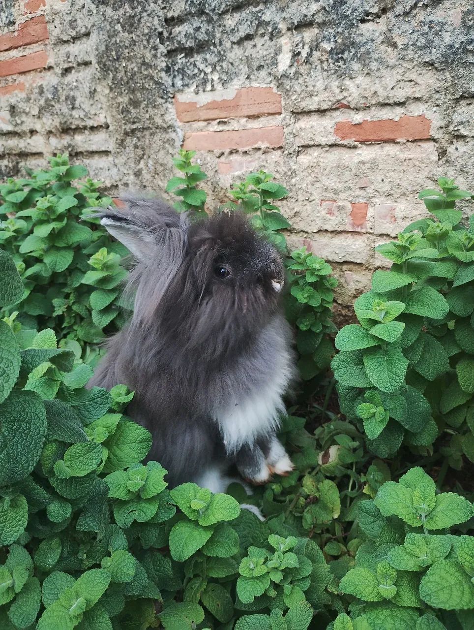 Mini coelho filhotes disponíveis 