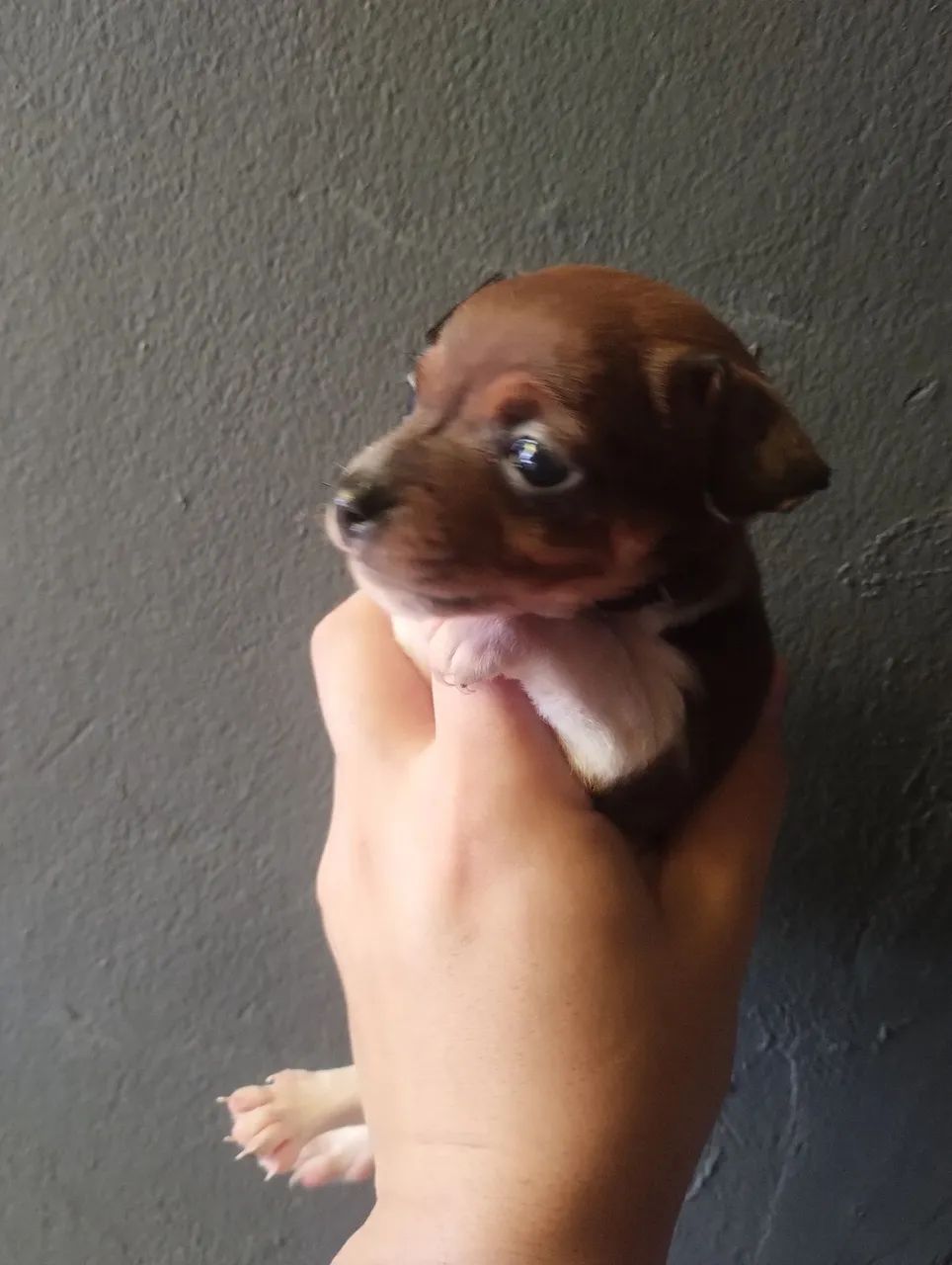 Pinscher macho !