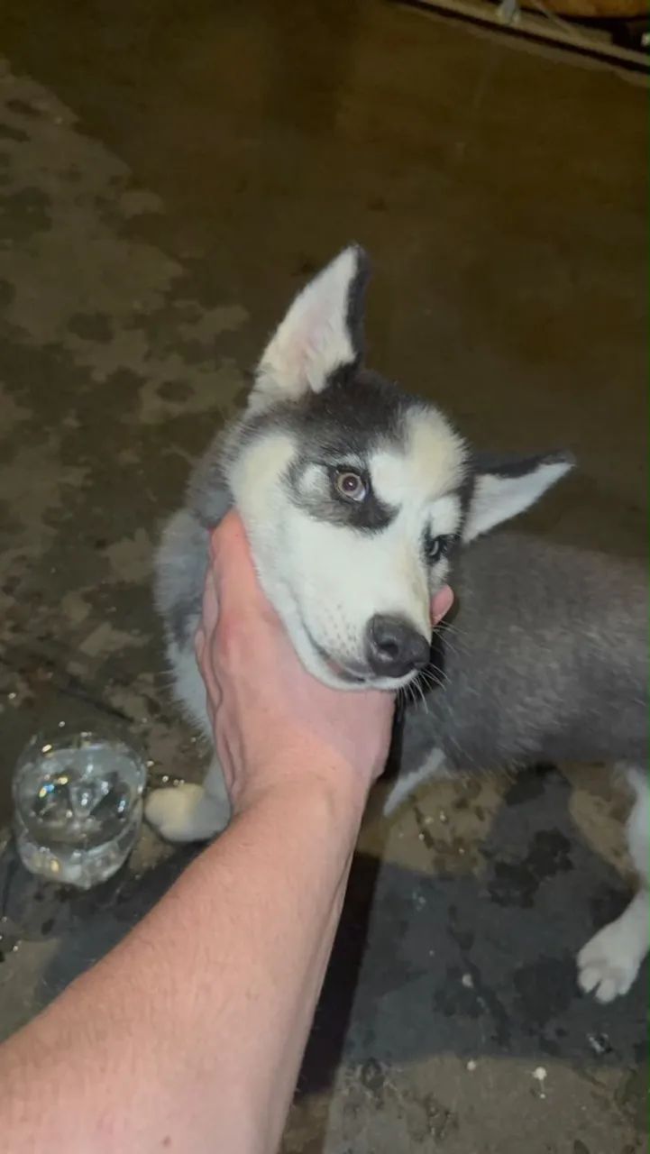 Cachorro - Foto 4