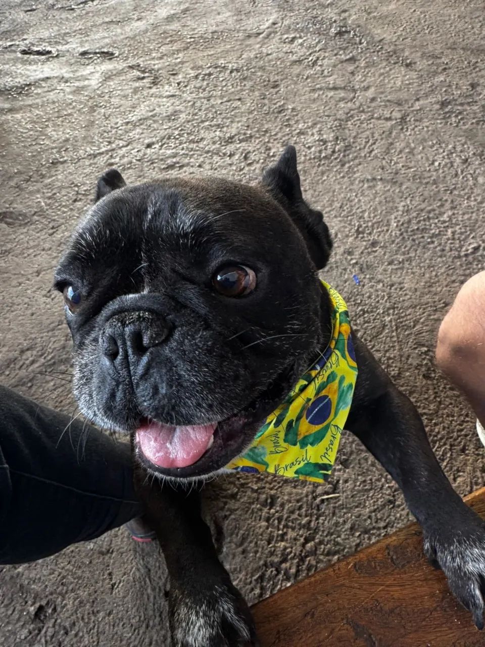 Cachorro  - Foto 2