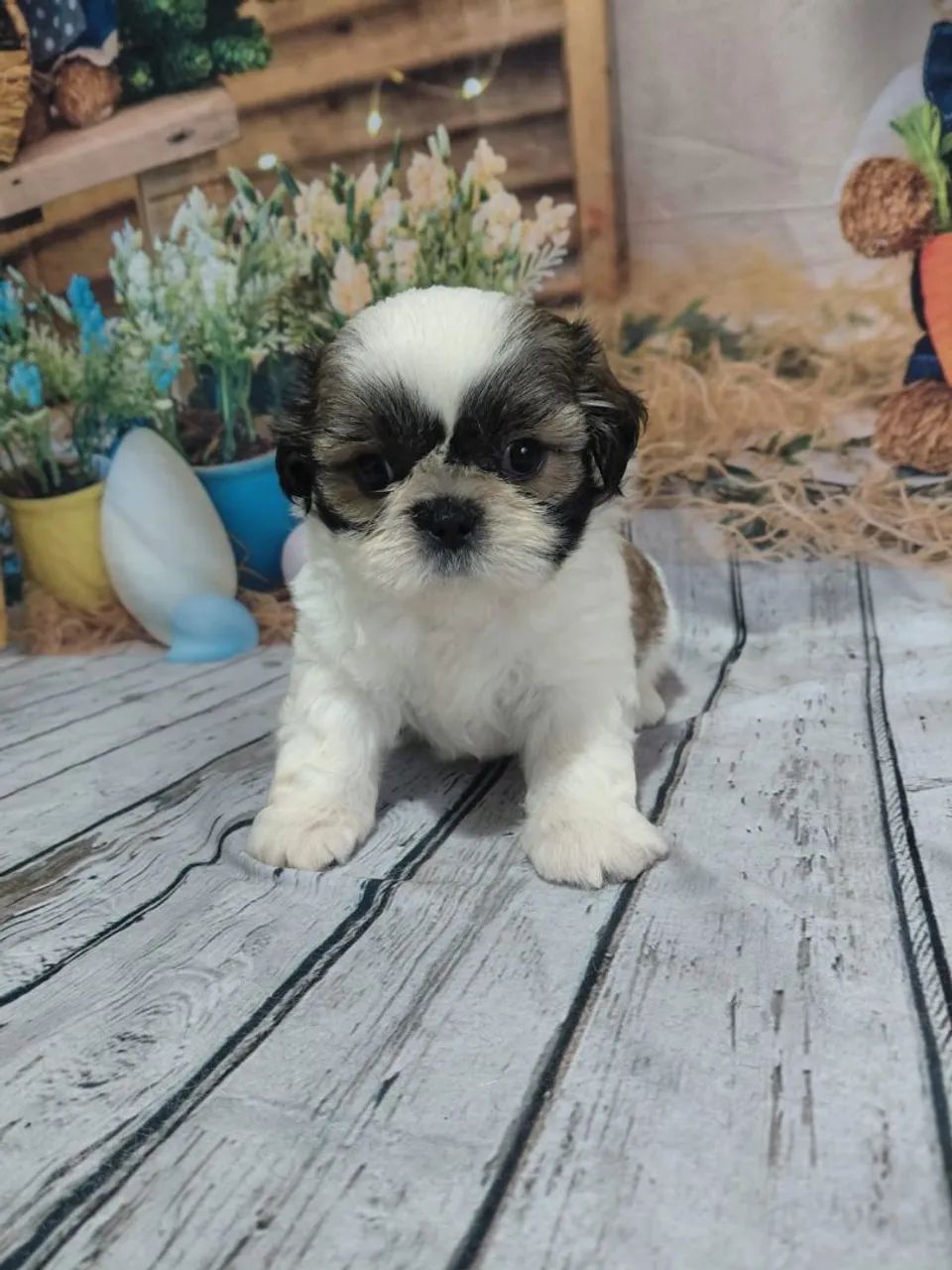 Filhote da raça shihtzu  - Foto 2