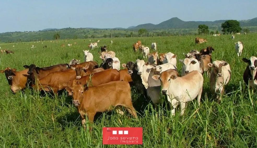 Fazenda para Venda em Aquidauana - Foto 5
