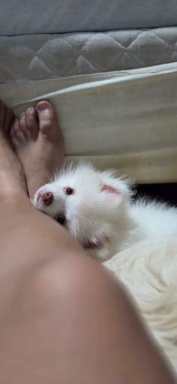 FILHOTE SPITZ ALEMÃO - Foto 3