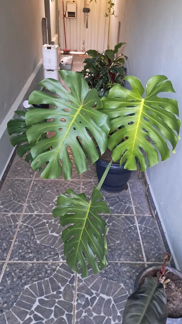 Planta 