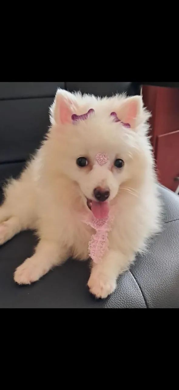 Venda de Spitz Alemão 