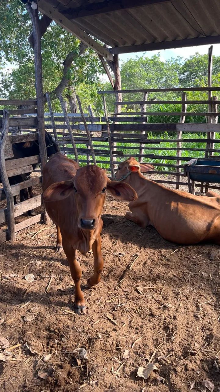 VACA PARIDA  - Foto 4
