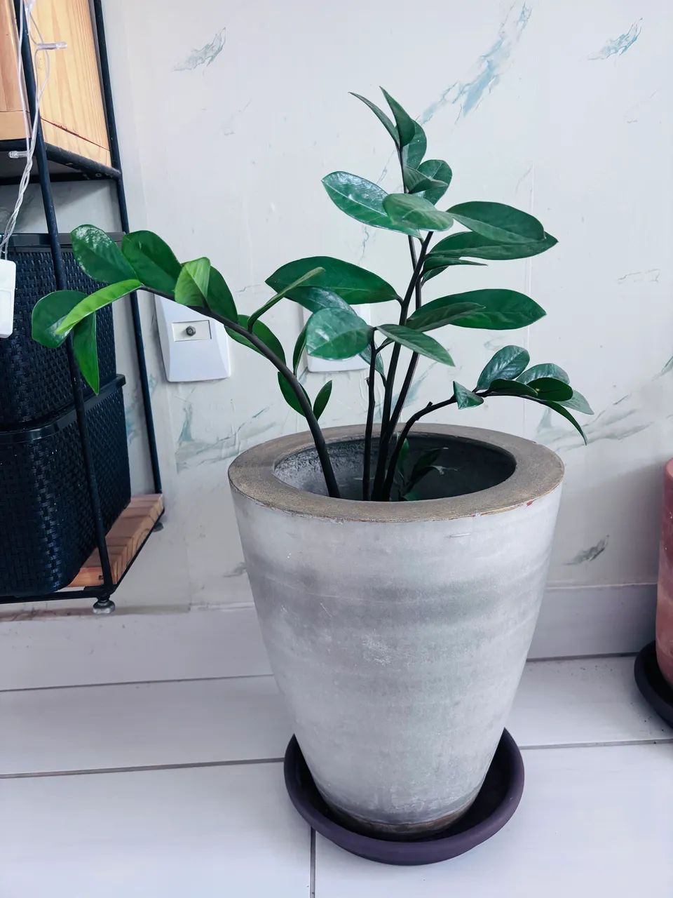 Zamioculcas