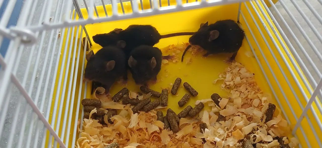 Mice64962660930435122