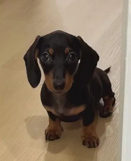 MINI DACHSHUND ULTIMA FÊMEA 