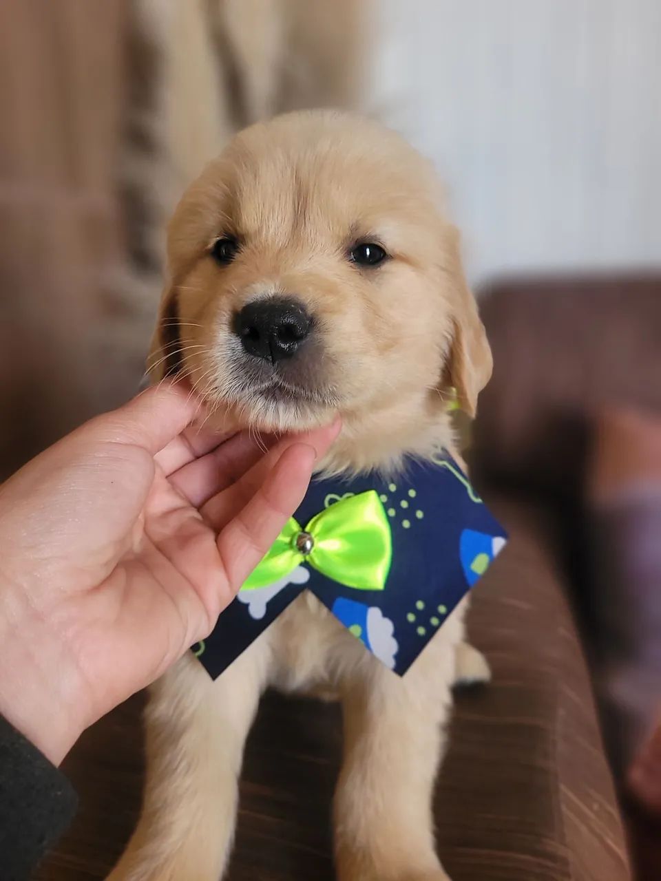 F Golden Retriever  - Foto 4