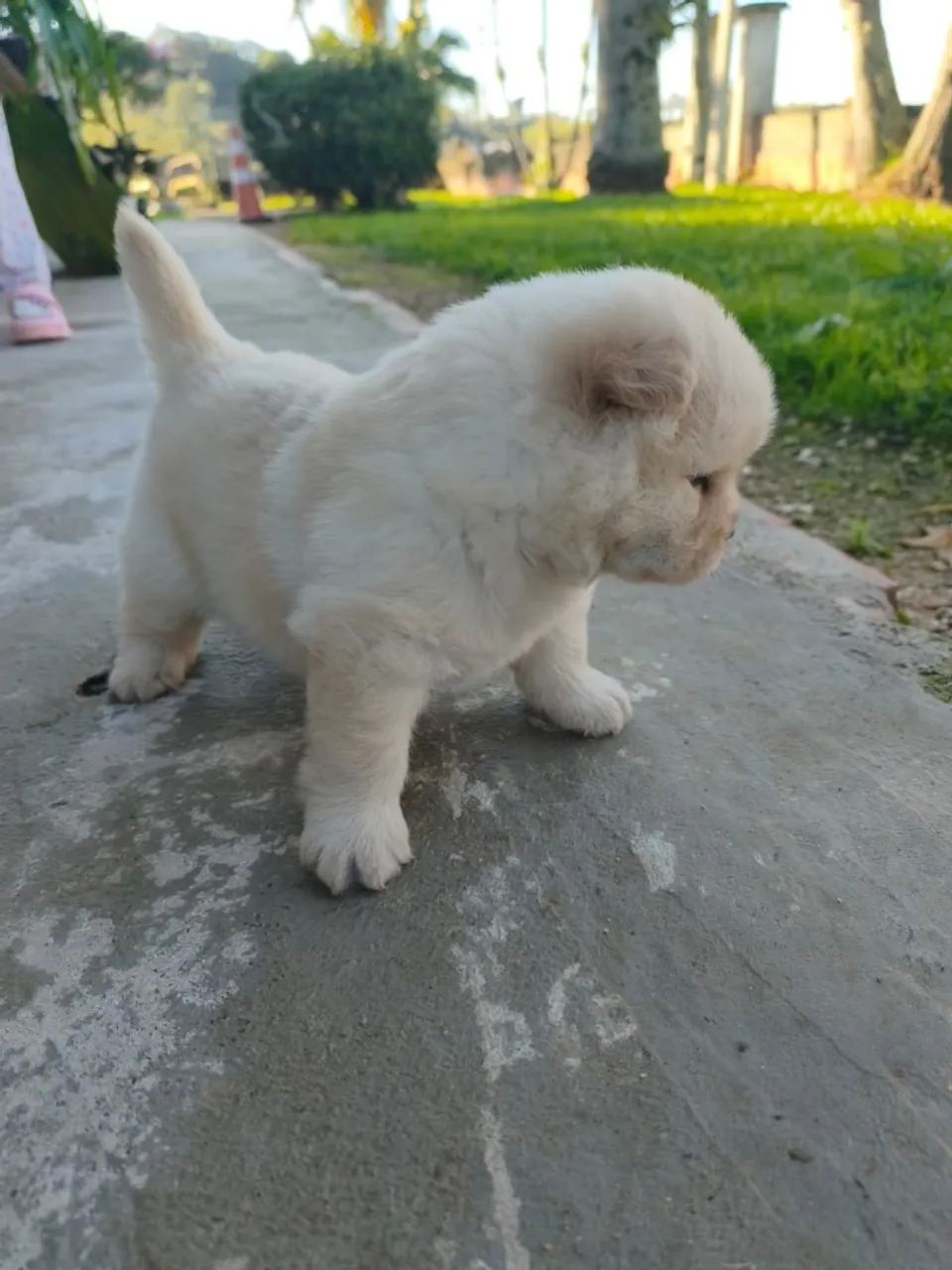 Chow chow Branco - Foto 5