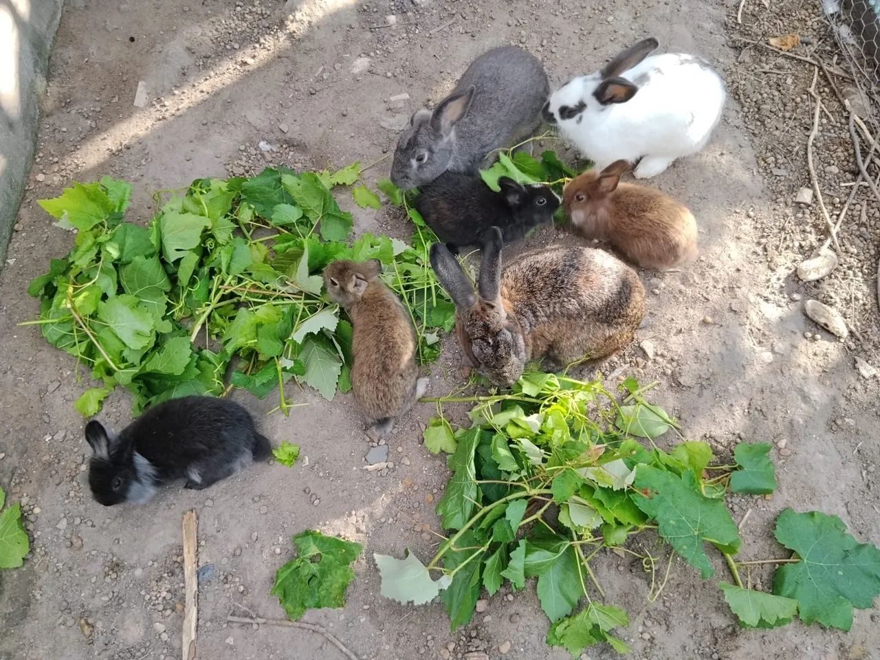 Coelhos cabeça de Leão 