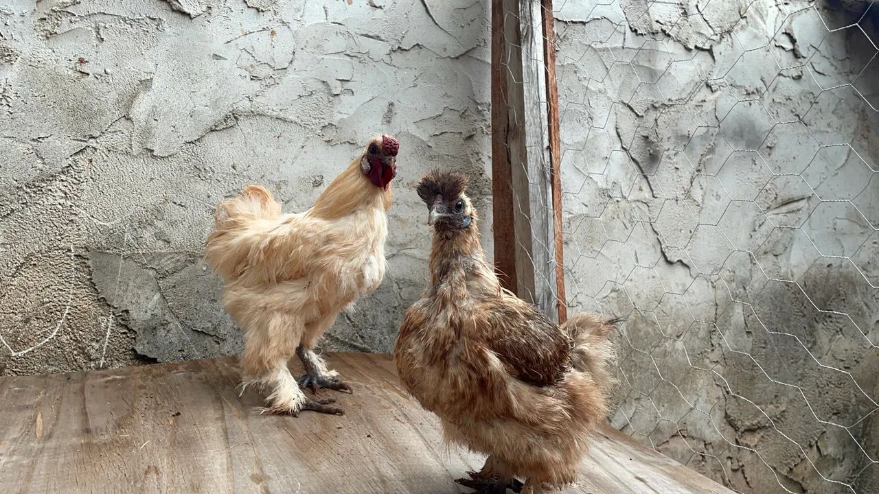 Galinhas sedosas  - Foto 3