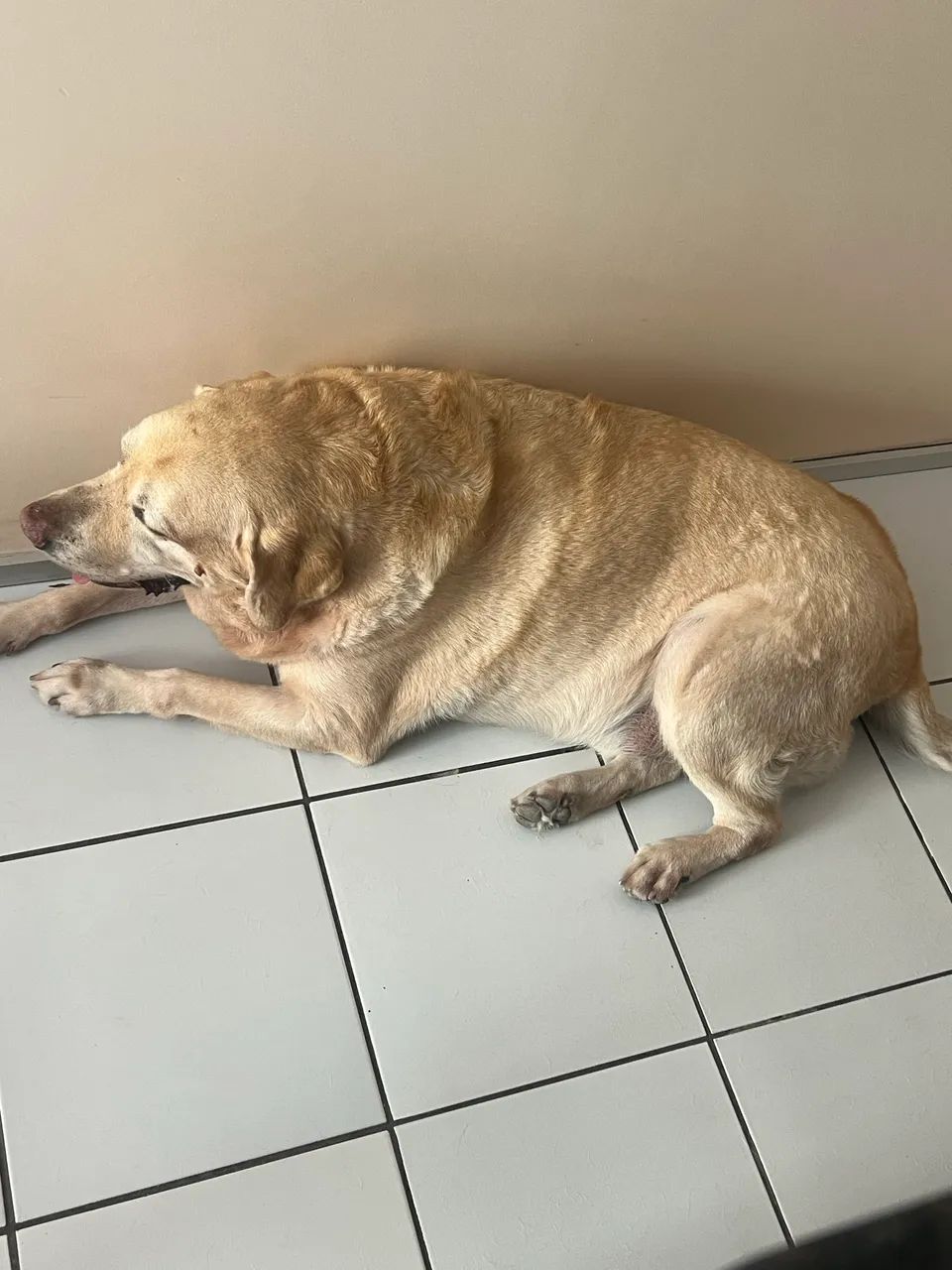 Adoção responsável  - Foto 2
