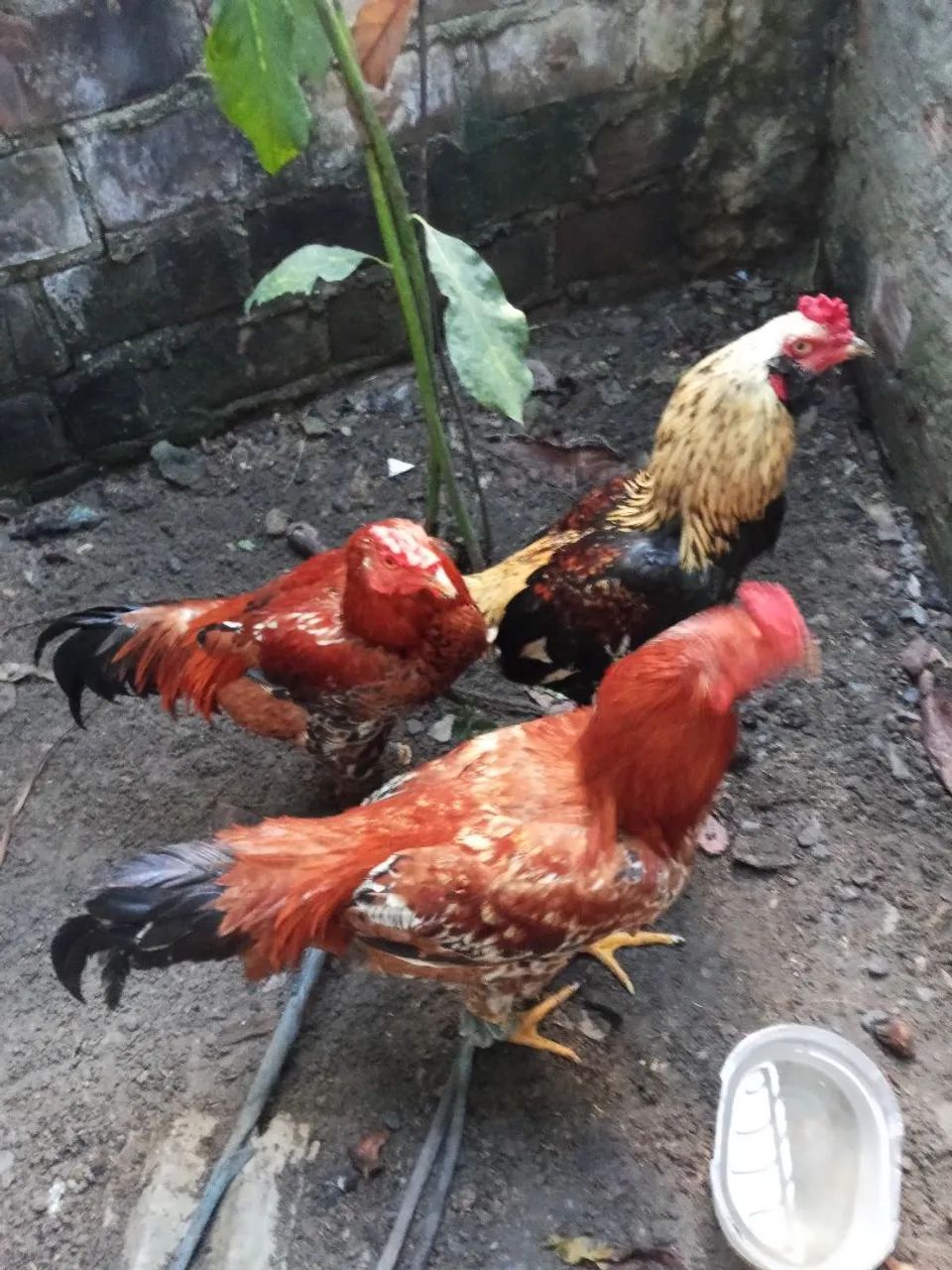 Frango/galo  - Foto 2