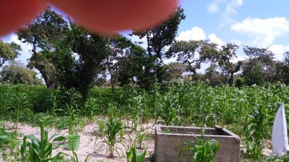 Fazenda em Itarema 386 hectares plantados de cajueiros,lagoa,poço,rio na extrema - Foto 6