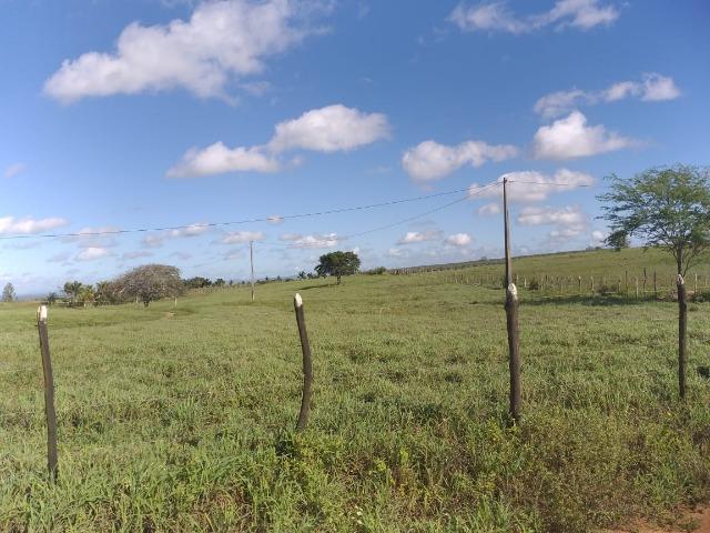 Propriedade de 8 hectares-toda cercada-com 2 casas, a 5 km de Apoti-PE - Foto 11
