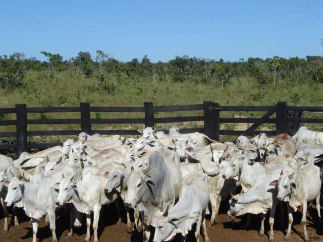 Terra em RosarioOeste 784,7 Hectares - Foto 5