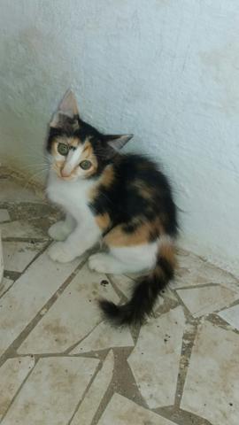 Adoção - Foto 2