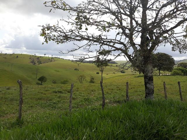 Vendo uma das melhores propriedade união dos Palmares - Foto 6