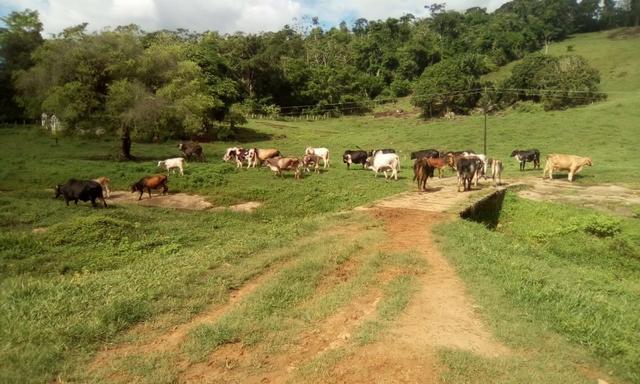 Ótima Fazenda Mista Gado e Cacau - Foto 13