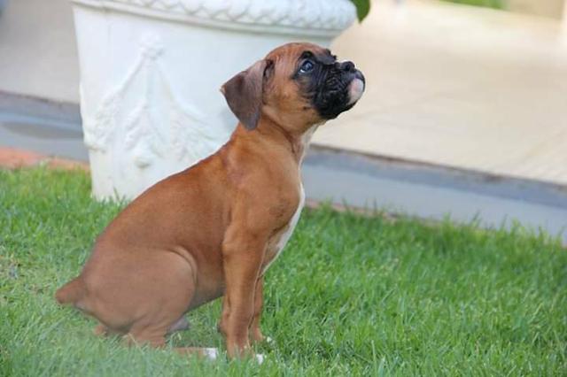 Filhote boxer - Foto 3