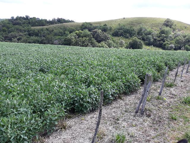 Fazenda 83,03 hs Santiago/RS - Foto 2